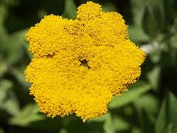 Image result for Helichrysum sulfureofuscum
