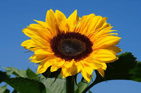 Los girasoles ciegos es un libro de relatos de 2004 del escritor español alberto méndez ambientado en la guerra civil española y compuesta por cuatro obras: La Leyenda Del Girasol