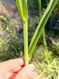 Image result for Paspalum