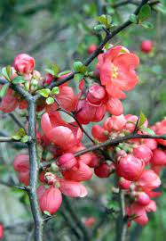 Check spelling or type a new query. Remember The Quince Msu Extension
