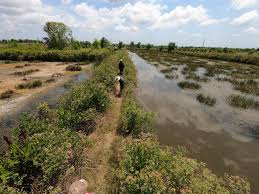 CLIP: "Tuyệt chiêu" săn ong ruồi ở Cà Mau