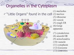 Check spelling or type a new query. Plant Cells