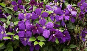 Check spelling or type a new query. Should You Deadhead Clematis Key Dates For Pruning Clematis Based On Flowering Time Express Co Uk