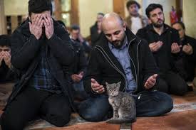 Tahire O Kalender 3 Iii Adli Kullanicinin Istanbul Umun Kedisleri Panosundaki Pin Kedi Iman Din