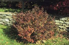 Image result for Spiraea x bumalda ´Crispa