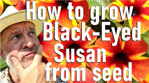 How to grow Thunbergia alata from seed