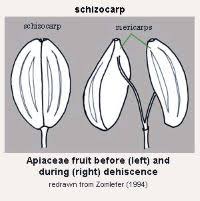 Image result for Greyiaceae