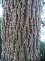 Image result for Galpinia transvaalica
