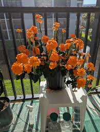 Image result for Crossandra greenstockii