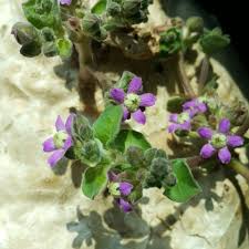 Image result for Raphionacme longifolia