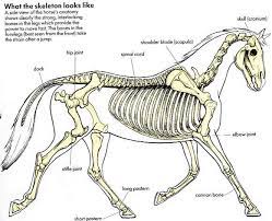 Horse skull (unknown breed) the axial skeleton contains the skull, vertebral column, sternum, and ribs. Reference Pictures Shoestring Stable Horse Anatomy Animal Skeletons Dog Skeleton