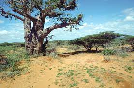 Despite negative net migration, this rate adds about 450,000 people to the population. Afrika Junior Somalia