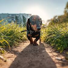 Please do take the time to look at our dogs who have always been overlooked. Dachshund Pdsa