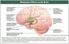 Marijuana Weed Cannabis Drug Facts Effects Nida For Teens