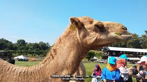 Maybe you would like to learn more about one of these? House Of Kambing