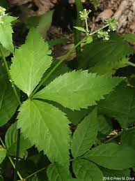 Image result for Sanicula elata