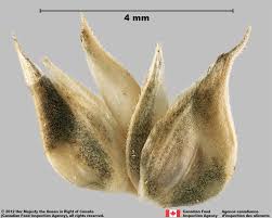 Image result for Dactyloctenium geminatum