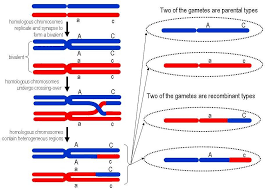 Http Geneticssuite Net Files Crossing 20over Jpg Molecular Genetics Genetics Chromosome