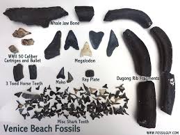 Fossilguy Com Guide To Venice Beach Fossil Shark Teeth Hunting