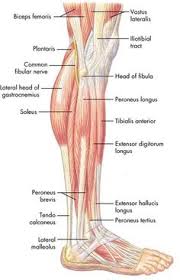 Thus, the right side of the image is the patient's left. 14 Thigh Muscle Anatomy Ideas Anatomy Muscle Anatomy Body Anatomy