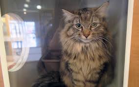 Don't see your favorite business? License Your Pet Today City Of Spokane Washington