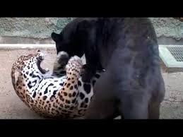 There are so many misconceptions about these two amazing creatures. Jaguar Vs Black Panther Youtube