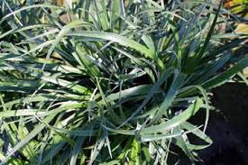 Image result for Pavetta fascifolia