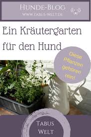 Eigener Krautergarten Gesundes Fur Den Hund Tabus Welt Hunde Ernahrung Hunde Garten Hundegesundheit