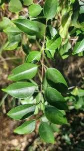 Image result for Strychnos usambarensis