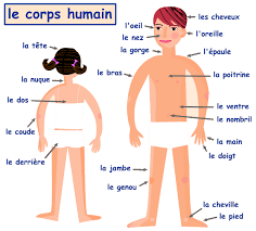 نتیجه جستجوی لغت [corps] در گوگل