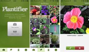 Best Plant Identification Apps For 2020 Plant Identification Cool Plants Identify Plant