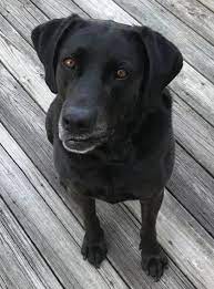 They have been bred for health and temperament. Black Labrador Retriever Lab For Adoption Near Greenville Nc