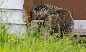 Make it a habit to trim back plants that groundhogs may eat or use for cover. How To Get Rid Of Groundhogs On Your Property