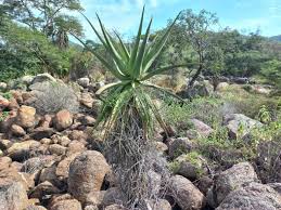 Image result for Aloe excelsa