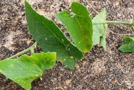 Image result for Eureiandra leucantha