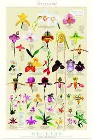 Amazing Orchids The Closest Life Gets To Breathairianism Types Of Orchids Beautiful Orchids Orchid Flower