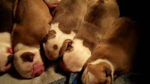 Newborn English Bulldog Puppies What To Do