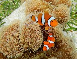 Hal ini dikarenakan etnosentrisme … Pengertian Biota Laut Adalah Definisi Jenis Contoh Dan Manfaat Biota Laut Bagi Kehidupan Saturadar Com Portal Informasi Indonesia