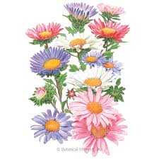 Shop for aster flower art from the world's greatest living artists. China Aster Blend Aster Seeds Flowers Botanical Interests