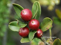 Image result for Pouteria pseudoracemosa