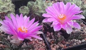 Introduction growing cactus from seed is not terribly difficult, although it does take purpose and seeds and seedlings can look very similar for the first few years. Planten Zaden Bolgewassen Orchid Cactus Seeds South O Border Just Harvested Luxclusif Com