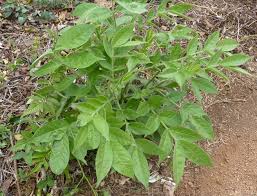 Image result for Mostuea hirsuta