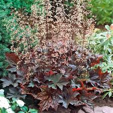 Image result for heuchera americana