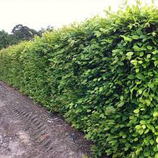 Image result for hornbeam hedge in winter