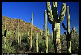 Image result for saguaro national park