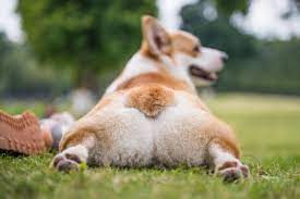 Splooting Why Dogs Do It Pictures That Prove It S Too Dang Cute