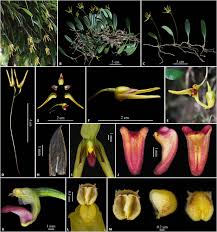 Image result for Bulbophyllum sp. nov