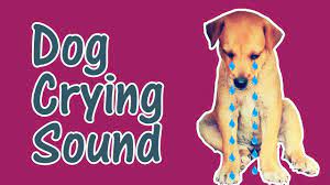Dog Crying And Whining Loud Sound Effects Of 5 Crying Dogs Youtube