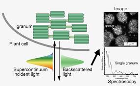 Size Dependent Optical Properties Of Grana Inside Diagram