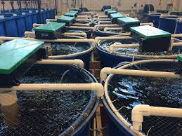 File Recirculating Aquaculture System 7 Jpg Wikimedia Commons